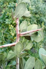 Searsia longispina