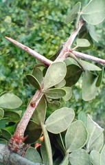 Searsia longispina