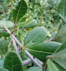 Searsia longispina