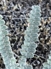 Astrolepis integerrima