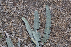 Astrolepis integerrima