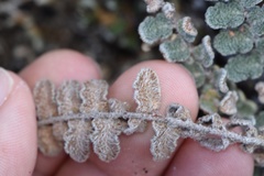 Astrolepis integerrima