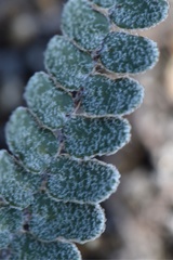 Astrolepis integerrima