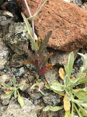 Streptanthus glandulosus pulchellus