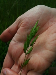 Bromus hordeaceus