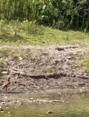 Alopochen aegyptiaca