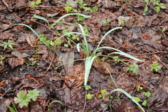 Galanthus angustifolius