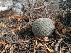 Mammillaria albilanata