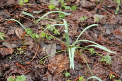 Galanthus angustifolius