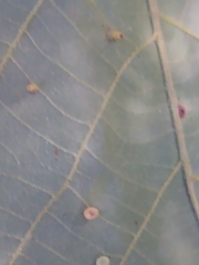 Caryomyia flaticrustum