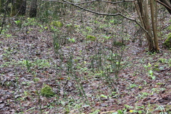 Galanthus angustifolius