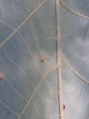 Caryomyia flaticrustum