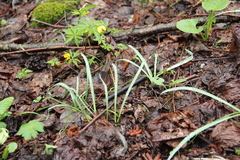 Galanthus angustifolius
