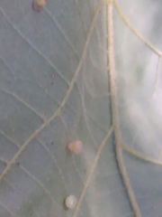 Caryomyia flaticrustum