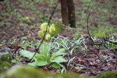 Galanthus angustifolius
