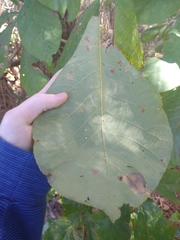 Caryomyia flaticrustum