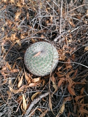 Mammillaria albilanata