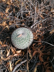 Mammillaria albilanata