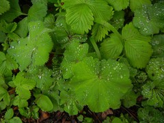 Alchemilla vulgaris