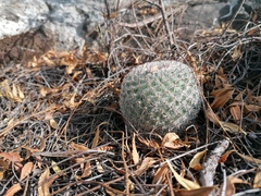 Mammillaria albilanata