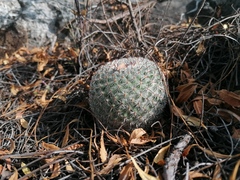 Mammillaria albilanata