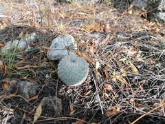 Mammillaria albilanata