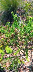 Selago ramosissima