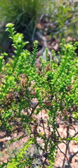 Selago ramosissima