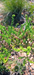 Selago ramosissima