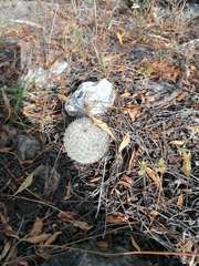 Mammillaria albilanata