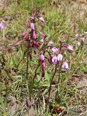 Eulophia hians hians