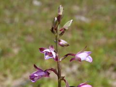 Eulophia hians hians