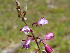 Eulophia hians hians