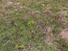 Eulophia hians hians