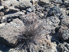 Carlowrightia arizonica
