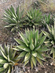 Agave kerchovei