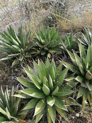 Agave kerchovei