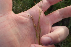 Rhynchospora rariflora