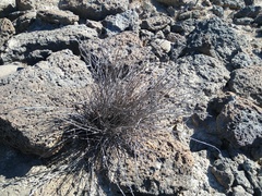 Carlowrightia arizonica