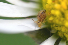 Sminthurus hispanicus