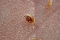 Rhynchospora rariflora