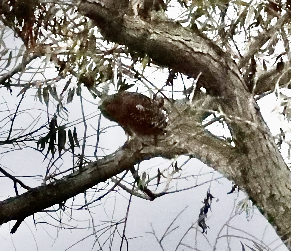 Redshouldered Hawk from North Valley, Oceanside, CA, USA on October 31, 2021 at 0946 AM by