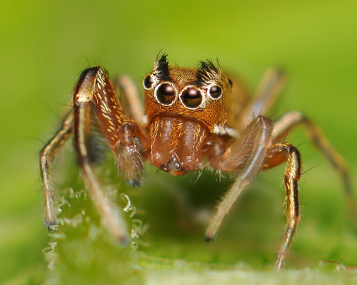 Thin-spined Jumping Spider