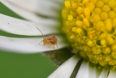 Sminthurus hispanicus