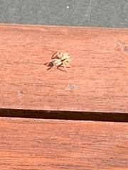 Menemerus bivittatus