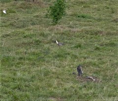 Theristicus caudatus caudatus