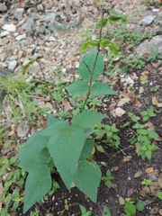 Desmodium lindheimeri