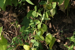 Clitoria annua