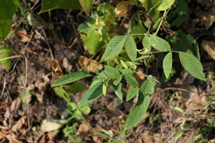 Clitoria annua