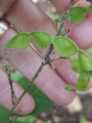 Desmodium lindheimeri
